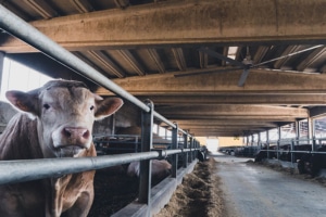 HVLS plafondventilatoren in de veehouderij